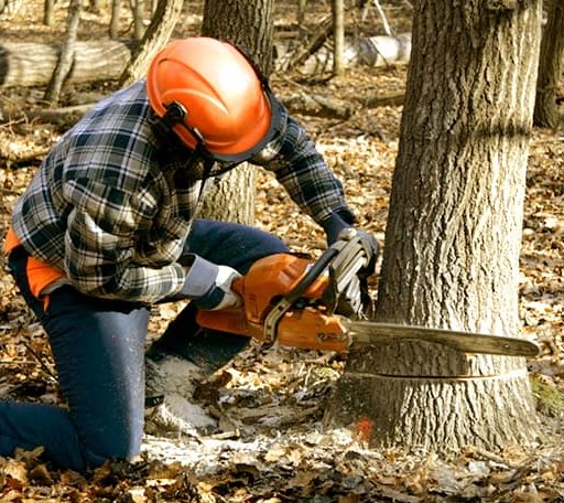 Tree Removal in Temperance, MI